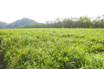 Fresh Ginger Field Harvest in Guangxi China - Agricultural Farming Landscape with Mountains
