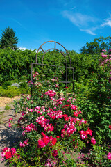 Fototapeta premium Vertical view of summer flowerbeds with Rosa polyantha roses in vivid colors, lush green shrubs and a sunny blue sky garden scene.