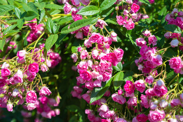 Close up view of Watburg rambler rose branches covered with abundant pink blossoms, delicate petals glowing in natural sunlight in summer garden.