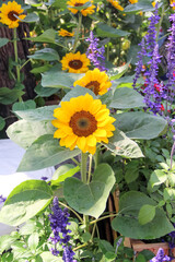 Sunflower field blooming natural closeup background