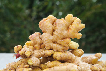 Freshly Dug Yellow Ginger Rhizomes from Yunnan Alpine Region - Organic Cooking Spice Ingredient