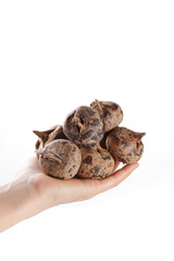 Fresh Water Chestnuts in Hand on White Background - Healthy Asian Ingredient