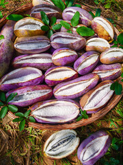 Fresh Cacao Pods Harvest in Rural Basket - Chocolate Fruit Picking Season