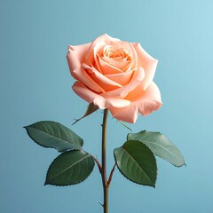 Peach rose on light blue backdrop