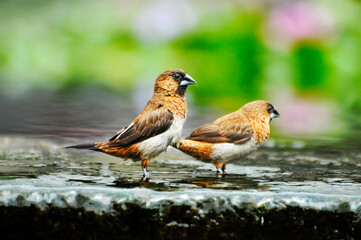 Sparrow in waterlily pond