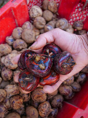 Fresh Water Chestnuts in Farmer's Hand with Red Basket Background