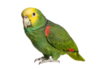 A vibrant green parrot with yellow and red accents is centered against a dark background.