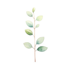Fototapeta premium Watercolor Eucalyptus Sprig Isolated On White Background: A delicate sprig of watercolor eucalyptus, with its soft, muted green hues and intricate leaf details. 