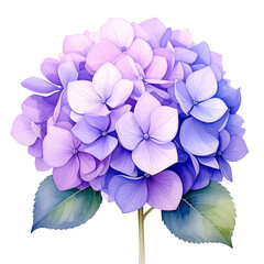 Hydrangea Blossom Isolated On White Background: A breathtaking view of an artfully rendered hydrangea, showcasing its captivating colors and elegant form.