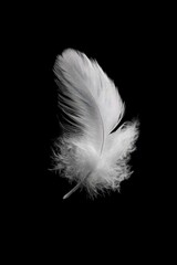 Obraz premium A single, delicate white feather floats against a stark black background, its fine barbs and downy texture clearly visible in dramatic lighting