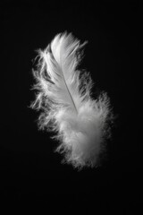 Obraz premium A single, fluffy white feather floats against a stark black background, its delicate barbs and downy texture sharply defined by dramatic lighting