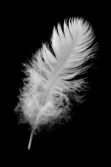 Obraz premium A single, pristine white feather, softly lit against a stark black backdrop, showcasing its delicate texture and intricate barbs. The feather's shaft is visible, extending to a fine point