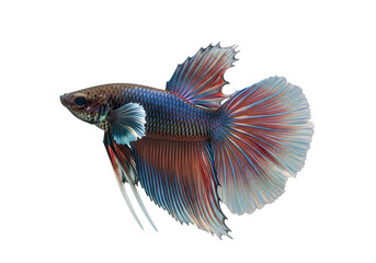 A striking betta fish, showcasing vibrant color gradients and intricate fin details, against a dramatic black background.