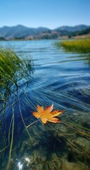A single, russet-orange maple leaf floats serenely on the surface of a calm, clear lake, partially submerged, with tall grasses in the foreground and distant, hazy mountains under a vibrant blue sky