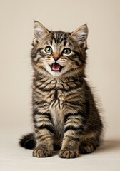 Joyful Feline Pose: Captivating close-up of a charming tabby kitten with vibrant expressions. Witness the adorable charm of this happy, playful feline. 