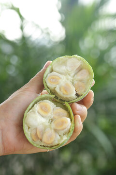 Fresh Luo Han Guo Monk Fruit Cut Open Showing Seeds - Traditional Chinese Herbal Medicine