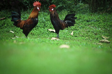 Jungle fowl roaming in the forest area