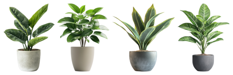PNG Vibrant potted plants arrangement, element set on transparent background