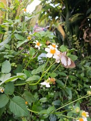 butterfly on a flower