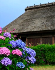 Hydrangeas in front of a traditional thatched roof house