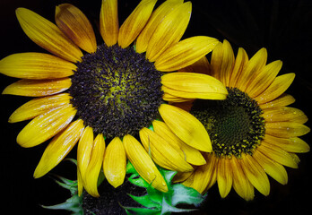Sunflowers always bloom at night