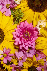 Sunflowers and pink cosmos pattern collage
