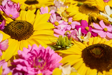 Obraz premium Sunflower, dahlias and cosmos floral background 