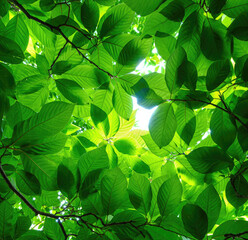 Green leaves background