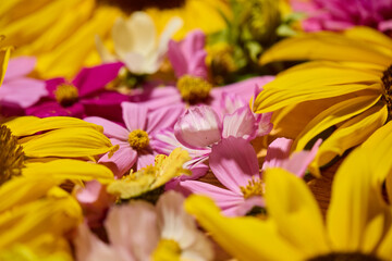Sunflower, dahlias and cosmos floral background
