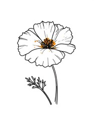 Detailed line drawing of a California poppy