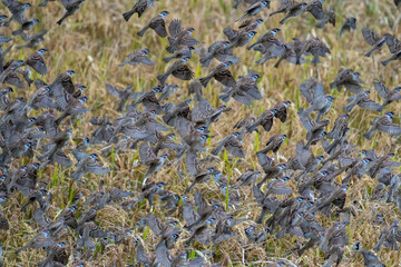 Eurasian Tree Sparrows Perched in Taipei Taiwan Urban Scene