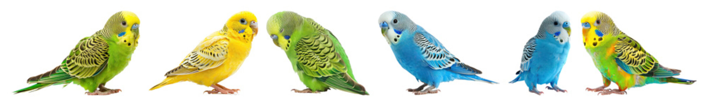 PNG Colorful parakeets in a row, element set on transparent background