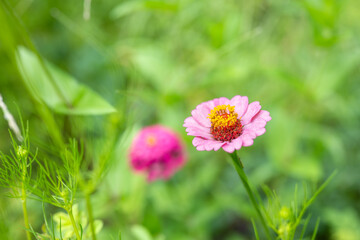 野に咲く鮮やかな百日草