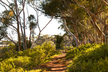 australian morning bush landscape with walking path through eucalyptus trees