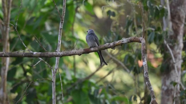 An Ashy Drongo perched on a tree limb scanning around, at Kaeng Krachan National Park Thailand