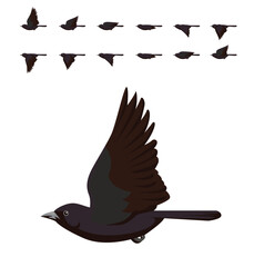 Chopi Blackbird Flying Seamless Background Wallpaper Pattern