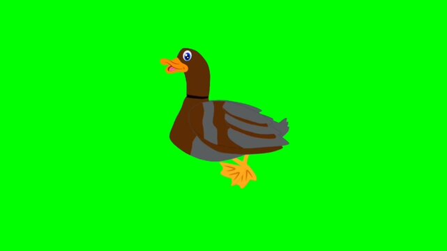 Duck green screen cartoon characters with motion video 