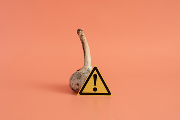 Garlic head affected by black mold, close-up and warning sign close-up on a light background