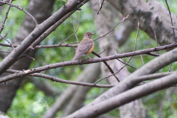 Eurasian Brown-headed Thrush on tree branch in Taipei City