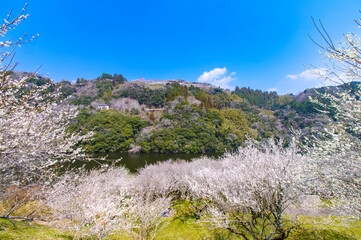 斜面に広がる梅と新緑の谷（月ヶ瀬梅林）