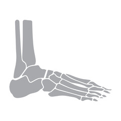 Obraz premium Foot bone structure