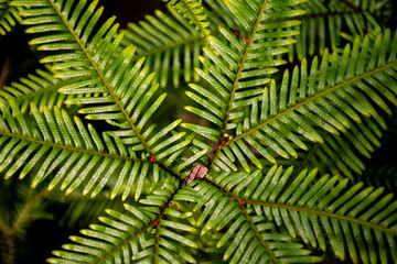 Sticherus flabellatus, also know as shiny fan fern or umbrella fern is a small fern native to eastern Australia and in New Zealand. Green nature background