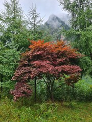 Red maple leaves indicate that autumn has arrived.