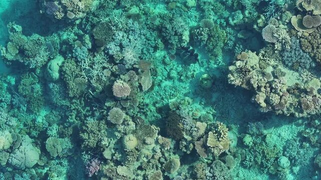 Great Barrier Reef corals underwater aerial view drone