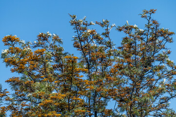 Arbre en fleurs au printemps en Namibie