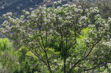 Arbre en fleurs au printemps en Namibie