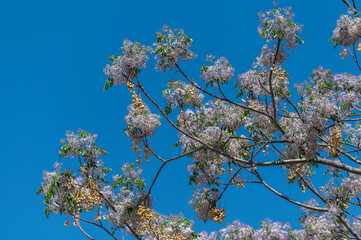 Arbre en fleurs au printemps en Namibie
