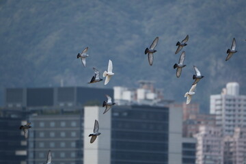 Feral Pigeons flying over Taipei cityscape, Taiwan