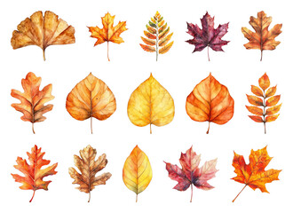Obraz premium PNG Vibrant watercolor autumn leaves, element set on transparent background
