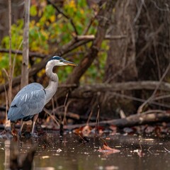 Fototapeta premium Heron wading in autumnal marsh
